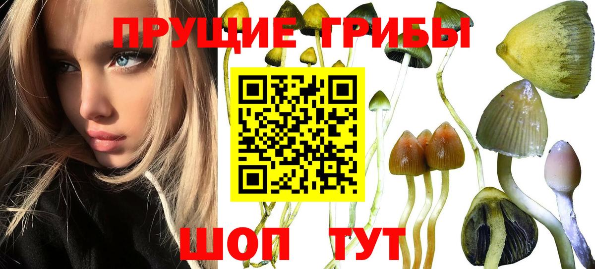 Галлюциногенные грибы прущие грибы Елабуга